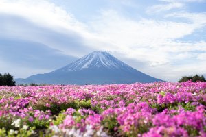 富士芝桜まつりに行ってきました。