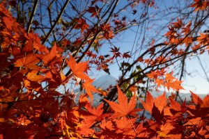 河口湖の紅葉と富士山がみごろだった