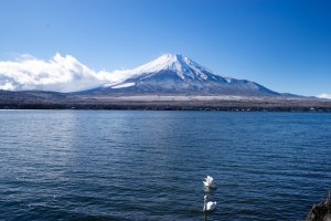 雪の積もった富士山が綺麗だったので山中湖に写真を取りに行きました